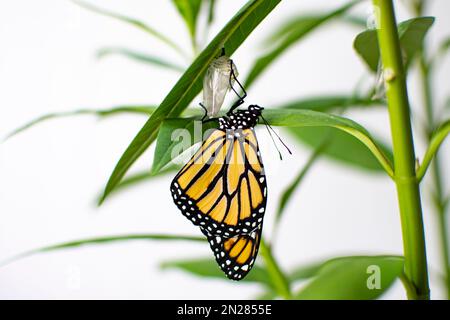 Ein vom Aussterben bedrohter Monarch-Schmetterling ist gerade aus seinem Chrysalis auf Milchkraut aufgetaucht. Stockfoto