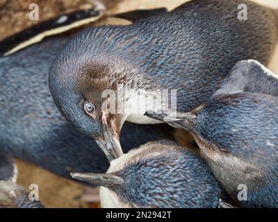 Eine auffallende Zusammenkunft von kleinen australischen Pinguinen in spektakulärer Schönheit. Stockfoto