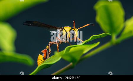 Gelbe Potter Wasp auf grünem Blatt und schwarzem Hintergrund, Makro-geschossenes Insekt in Thailand, selektiver Fokus. Stockfoto