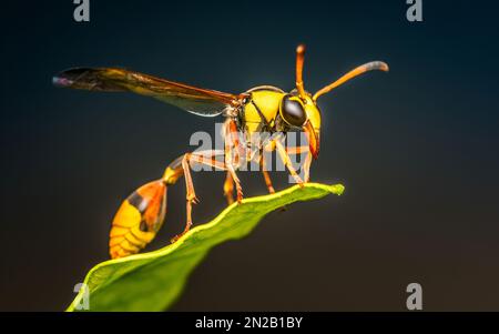 Gelbe Potter Wasp auf grünem Blatt und schwarzem Hintergrund, Makro-geschossenes Insekt in Thailand, selektiver Fokus. Stockfoto