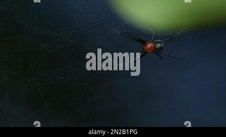 Orb Weaver Spinne (Leucauge venusta) im Netz, Makroaufnahme von Insekten und Wildtieren in der Natur. Stockfoto