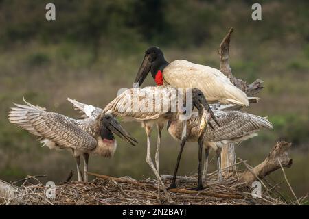 Jabiru Storch-Familie auf einem Nest, das Fische frisst Stockfoto