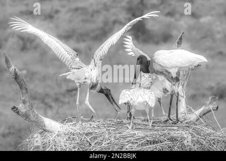 Jabiru-Störche, die ein Wels-Mehl auf ihrem Nest anfechten - Schwarzweiß-Bild Stockfoto