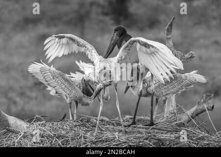 Jabiru-Störche, die ein Wels-Mehl auf ihrem Nest anfechten - Schwarzweiß-Bild Stockfoto