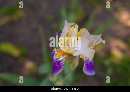 Violette Blüten. Helle Blumen im Garten. Wildblumen mit lila und violett. Schöner Hintergrund von echten Blumen. Natürliches Objekt. Das natürliche sein Stockfoto