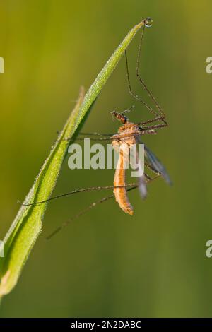 Wiesenschlange (Tipula palidosa), taubedeckt, Emsland, Niedersachsen, Deutschland Stockfoto