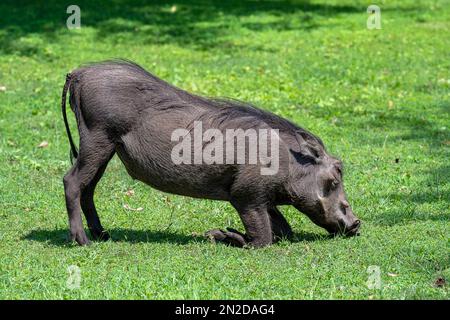 Gemeines Warzenschwein (Phacochoerus africanus), Fütterung auf der Wiese, Kasane, Botsuana Stockfoto