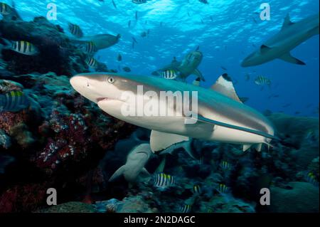 Schwarzspitzen-Riffhai (Carcharhinus melanopterus) Jagdbeute, die durch Korallenriffe, den Pazifischen Ozean, Caroline Islands, Yap Island, Mikronesien schwimmt Stockfoto