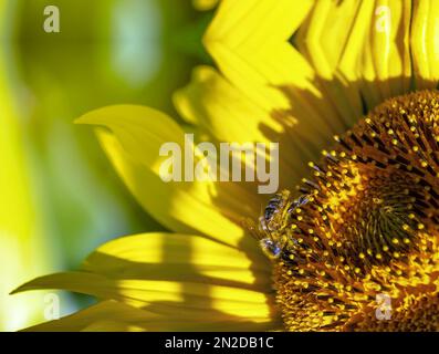 HONIGBIENE AUF DER SONNENBLUME, Nahaufnahme einer Biene auf der Sonnenblume, Honig gewinnend Stockfoto