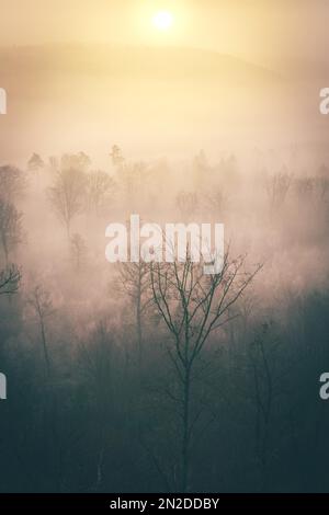 Aussichtspunkt im Wald, Herbst, Winter mit Nebel zwischen Bäumen, Sonnenaufgang am Morgen, Pfalz-Wald, Rheinland-Pfalz, Deutschland Stockfoto