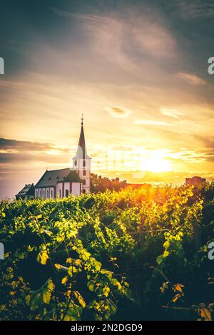 Blick über grüne Weinberge zu einer Kirche bei Sonnenuntergang, Hintergrundbild der Pfarrkirche St. Peter und Paul in Hochheim am Main, Hessen, Deutschland Stockfoto