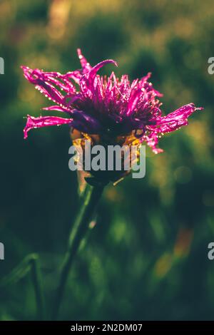 Klee, Klee, auf einer Wiese mit Morgentau bei Sonnenaufgang, hessen, Deutschland Stockfoto