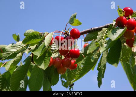 Dettinger Kirschenweg, Wildkirsche (Prunus avium), Kirschen, Früchte, Dettingen an der Erms, Baden-Württemberg, Deutschland Stockfoto