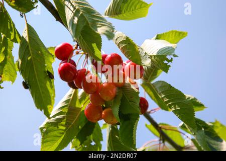 Dettinger Kirschenweg, Wildkirsche (Prunus avium), Kirschen, Früchte, Dettingen an der Erms, Baden-Württemberg, Deutschland Stockfoto