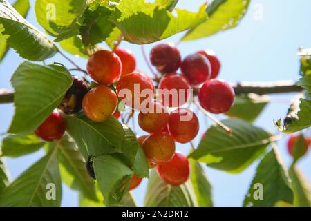 Dettinger Kirschenweg, Wildkirsche (Prunus avium), Kirschen, Früchte, Dettingen an der Erms, Baden-Württemberg, Deutschland Stockfoto