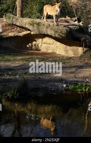 Löwe (Panthera leo) weiblich, gefangen, Basel Zoo, Schweiz Stockfoto