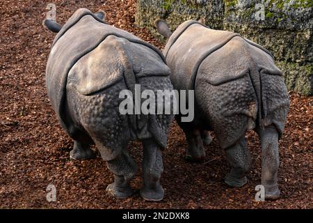 Indische Nashörner (Rhinoceros unicornis), Gefangene, Basler Zoo, Schweiz Stockfoto