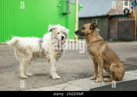 Hunde lernen sich kennen. Zwei streunende Hunde auf der Straße. Tiere sind Freunde. Haustiere ohne Besitzer. Stockfoto