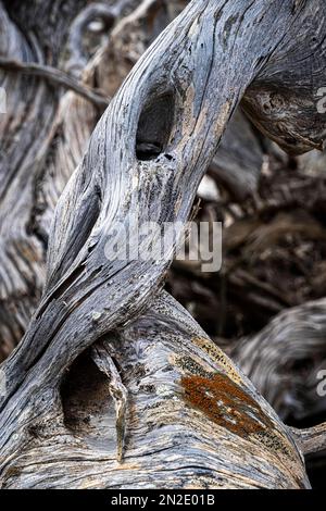 Nahaufnahme: Toter Wacholderbaum, El Hierro, Kanarische Inseln, Spanien Stockfoto