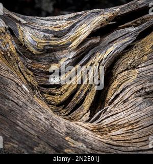 Nahaufnahme: Toter Wacholderbaum, El Hierro, Kanarische Inseln, Spanien Stockfoto