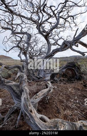 Toter Wacholderbaum, El Hierro, Kanarische Inseln, Spanien Stockfoto