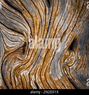 Nahaufnahme: Toter Wacholderbaum, El Hierro, Kanarische Inseln, Spanien Stockfoto