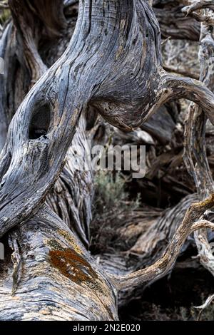 Nahaufnahme: Toter Wacholderbaum, El Hierro, Kanarische Inseln, Spanien Stockfoto