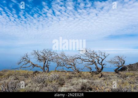 Toter Wacholderbaum, El Hierro, Kanarische Inseln, Spanien Stockfoto