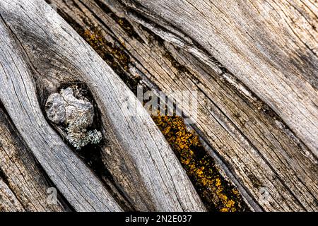 Nahaufnahme: Toter Wacholderbaum, El Hierro, Kanarische Inseln, Spanien Stockfoto