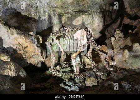 Skelett eines Bären, Baerenhoehle, Karlshoehle, Erpfinger Hoehle, Stalaktitenhöhle, Weißer Jurassic-Kalkstein, Sonnenbehl-Erpfingen Stockfoto