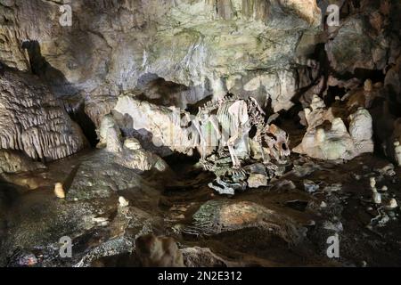 Skelett eines Bären, Baerenhoehle, Karlshoehle, Erpfinger Hoehle, Stalaktitenhöhle, Weißer Jurassic-Kalkstein, Sonnenbehl-Erpfingen Stockfoto