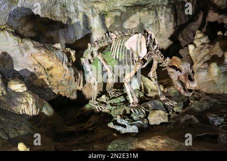 Skelett eines Bären, Baerenhoehle, Karlshoehle, Erpfinger Hoehle, Stalaktitenhöhle, Weißer Jurassic-Kalkstein, Sonnenbehl-Erpfingen Stockfoto