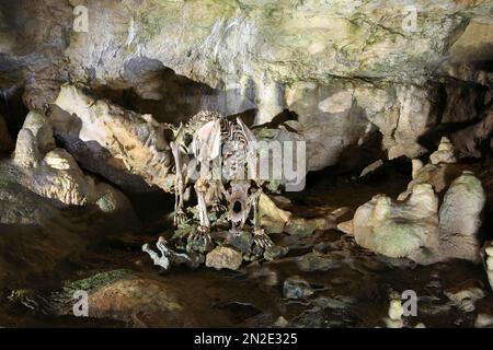 Skelett eines Bären, Baerenhoehle, Karlshoehle, Erpfinger Hoehle, Stalaktitenhöhle, Weißer Jurassic-Kalkstein, Sonnenbehl-Erpfingen Stockfoto