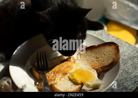 Katze isst vom Teller. Haustier auf dem Tisch. Tier stiehlt Nahrung. Schwarze Katze zu Hause. Stockfoto