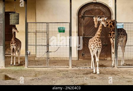 Kordofan-Giraffen (Giraffa camelopardalis Antiquorum) mit jungen, Basler Zoo, Schweiz Stockfoto