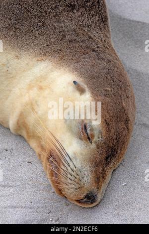 Australischer Seelöwe schläft in Seal Bay, Kangaroo Island Stockfoto