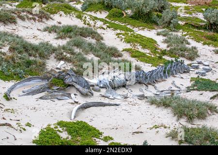 Buckelwal-Skelett in Seal Bay, Kangaroo Island Stockfoto