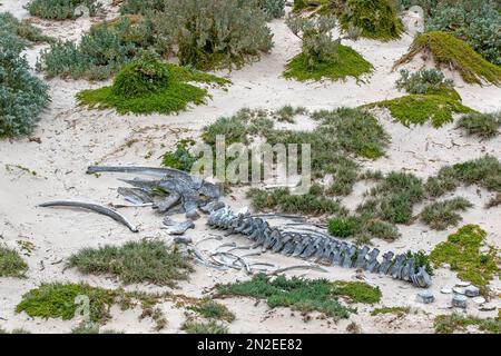 Buckelwal-Skelett in Seal Bay, Kangaroo Island Stockfoto