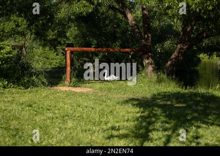 Schwan am Teich. Blick im Park. Details der Erholungsgebiet im Wald. Weißer Schwan in der Ferne. Stockfoto