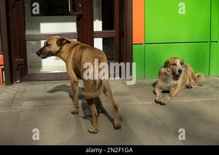 Im Sommer sind zwei streunende Hunde auf der Straße. Haustiere ohne Besitzer. Verlassene Tiere. Stockfoto