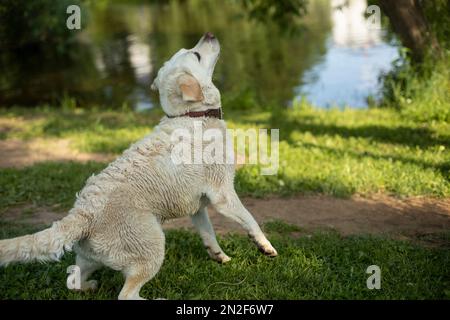 Der Hund bereitet sich auf den Sprung vor. Hund in der Natur im Sommer. Hund auf Gehweg. Ein treuer Freund. Stockfoto