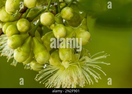 Die prospektive wässrige Rosenapfelblume, die bald blüht, wird zu einer Blume, die noch nass mit Morgentau ist, der Hintergrund der grünen Blätter ist verschwommen Stockfoto