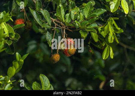Der Rambutanbaum hat breite grüne Blätter und trägt rote Früchte mit einem unscharfen Hintergrund grüner Blätter Stockfoto