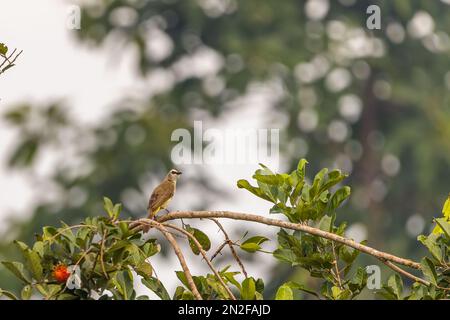 Ein gelb belüfteter Bulbuli (Pycnonotus goiavier) oder ein östliches gelb belüftetes Bulbul, das auf einem Rambutan-Ast mit unscharfen grünen Blättern im Hintergrund steht Stockfoto