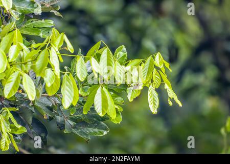 Die Äste der Rambutanbäume mit breiten Blättern sind frisch grün, der Hintergrund sind verschwommene grüne Blätter Stockfoto