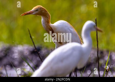 Die Weißreiher (egretta garzetta) stehen auf einem wässrigen Reisfeld und suchen nach Nahrung. Dies ist eine Art kleiner Reiher in der Familie Ardeidae, an aqu Stockfoto