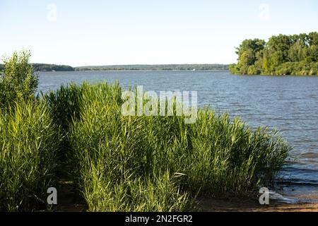 Blick auf den See. See im Sommer. Ufer mit Dickicht. Details der Natur. Stockfoto