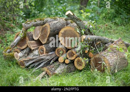 Gesägte Bäume. Feuerholz für den Winter. Trockener Kraftstoff. Logbücher auf dem Land. Birkensägen. Stockfoto