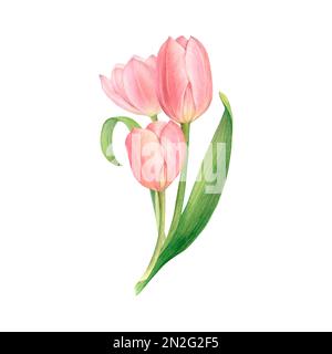 Ein Strauß weißer und rosa Tulpen, handgemalte Aquarelle. Stockfoto