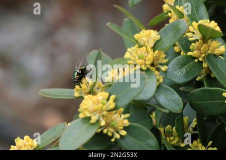 Ein Boxwood aufblühen. Buxus sempervirens Stockfoto